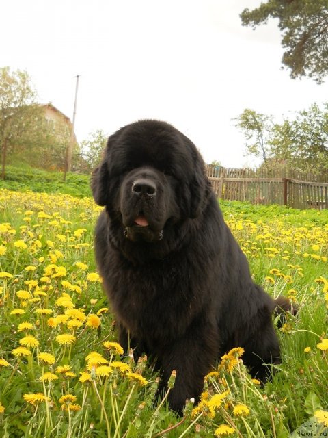 Фото: ньюфаундленд Акватория Келвин Килиманджаро (Aquatoriya Kelvin Kilimandzharo)