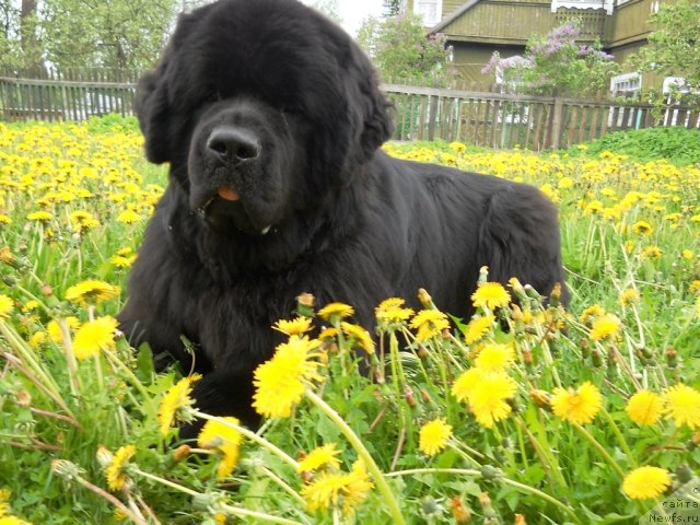 Фото: ньюфаундленд Акватория Келвин Килиманджаро (Aquatoriya Kelvin Kilimandzharo)