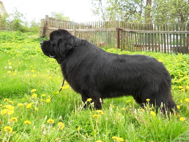 Фото: ньюфаундленд Акватория Келвин Килиманджаро (Aquatoriya Kelvin Kilimandzharo)