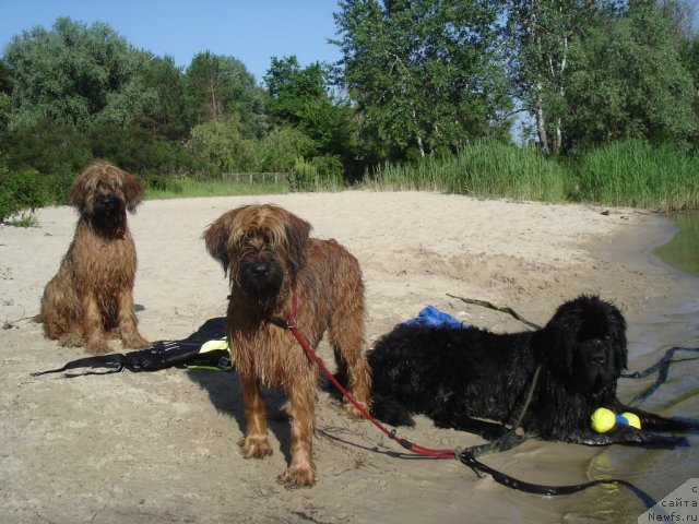 Фото: ньюфаундленд Елизар Вялiкi Мядзведзь (Elizar Vialiki Miadzvedz)