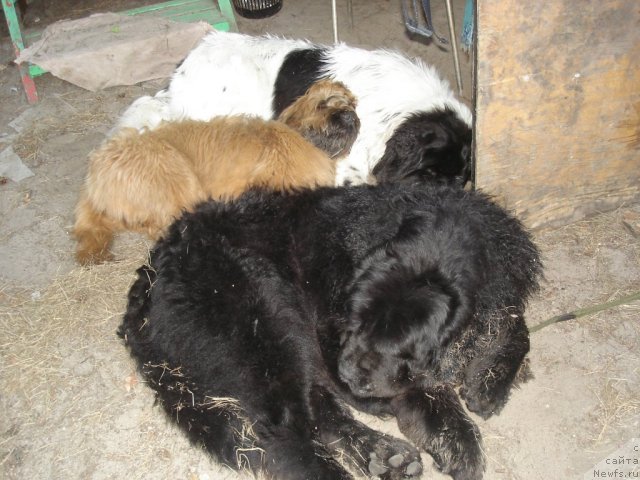 Фото: ньюфаундленд Fenix du Puy de Vendegre, ньюфаундленд Елизар Вялiкi Мядзведзь (Elizar Vialiki Miadzvedz)
