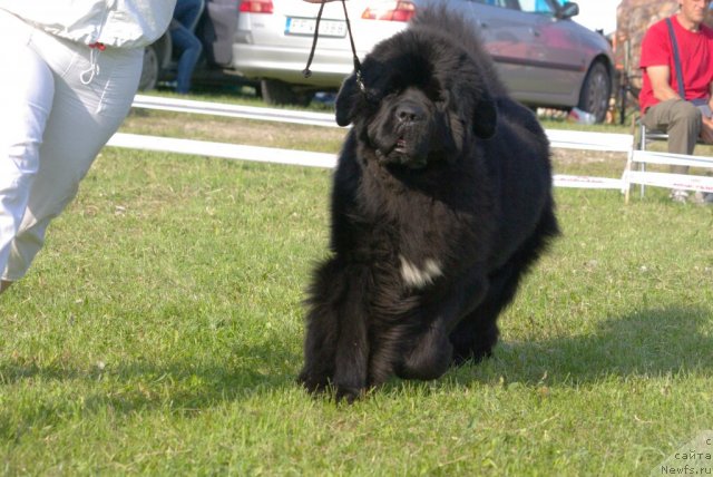 Фото: ньюфаундленд Bowaters Braveheart Nuo Ozo Kalvu