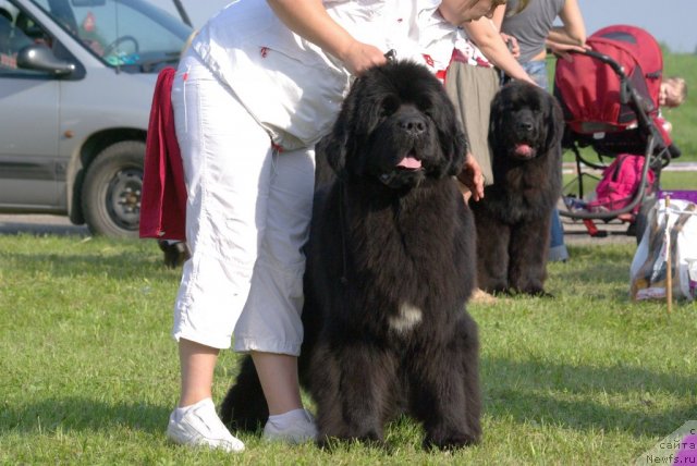 Фото: ньюфаундленд Bowaters Braveheart Nuo Ozo Kalvu