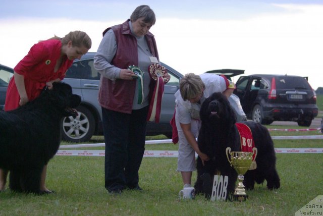 Фото: ньюфаундленд Bowaters Starlight Nuo Ozo Kalvu
