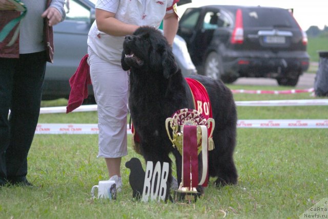 Фото: ньюфаундленд Bowaters Starlight Nuo Ozo Kalvu