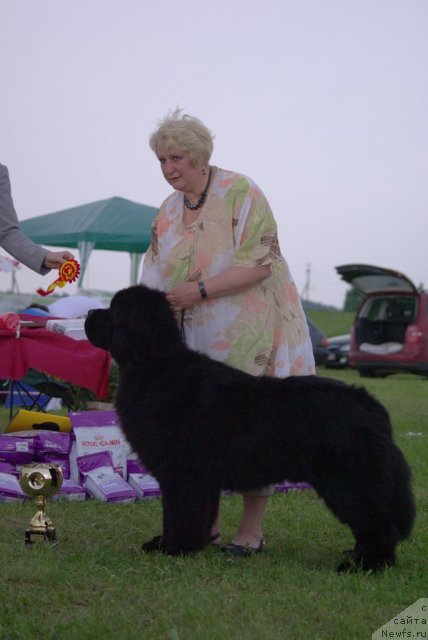 Фото: ньюфаундленд Bowaters Braveheart Nuo Ozo Kalvu