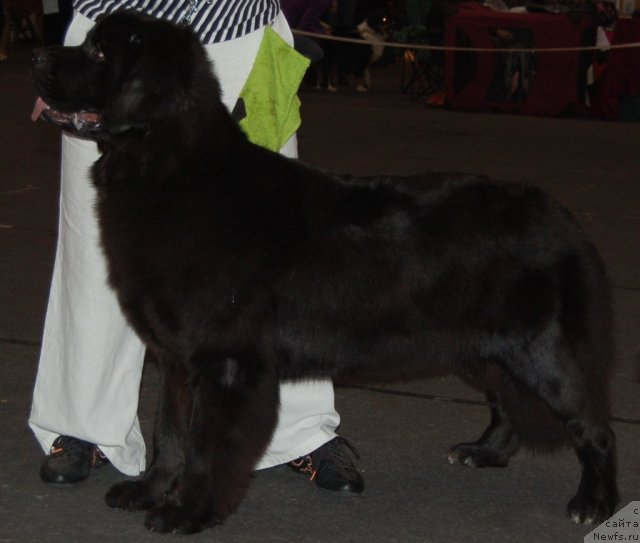 Фото: ньюфаундленд Ricci Ricci Nuo Ozo Kalvu