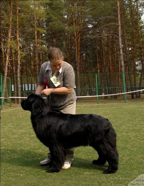 Фото: ньюфаундленд Формула Любви от Сибирского Медведя