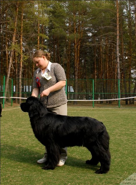 Фото: ньюфаундленд Формула Любви от Сибирского Медведя