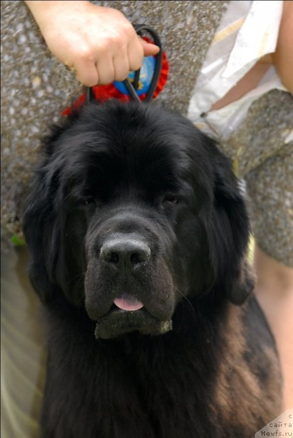 Фото: ньюфаундленд Формула Любви от Сибирского Медведя