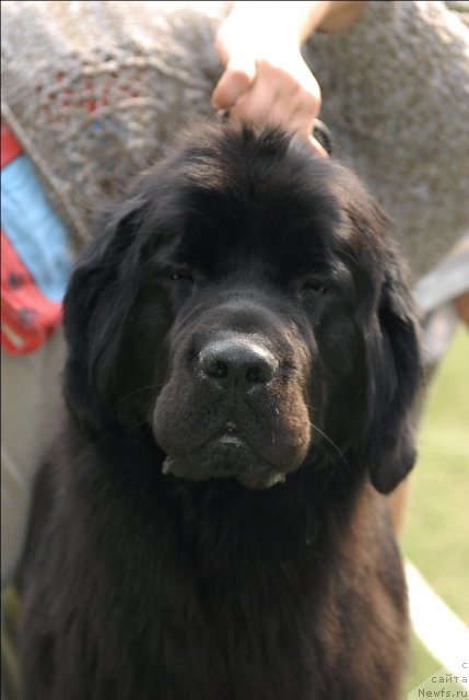 Фото: ньюфаундленд Формула Любви от Сибирского Медведя