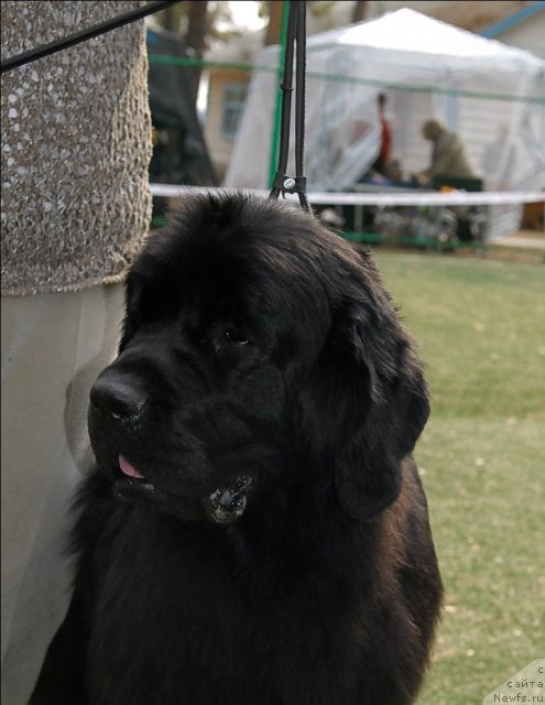 Фото: ньюфаундленд Формула Любви от Сибирского Медведя