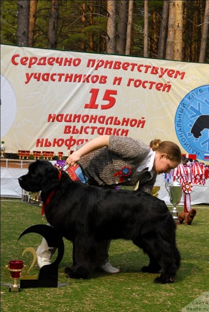 Фото: ньюфаундленд Формула Любви от Сибирского Медведя