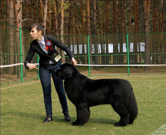 Фото: ньюфаундленд Акватория Келвин Импресса (Aquatoriya Kelvin Impressa)