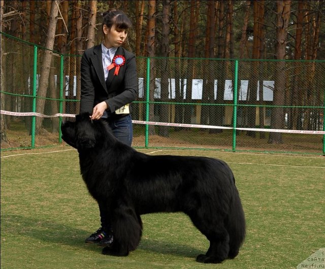Фото: ньюфаундленд Акватория Келвин Импресса (Aquatoriya Kelvin Impressa)