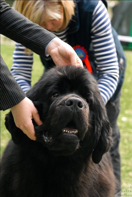 Фото: ньюфаундленд Акватория Келвин Импресса (Aquatoriya Kelvin Impressa)