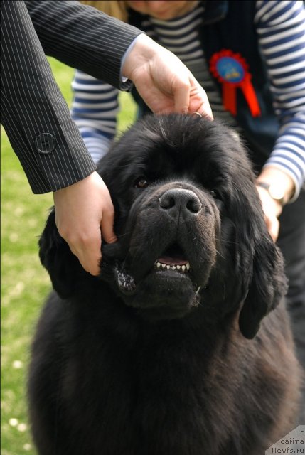 Фото: ньюфаундленд Акватория Келвин Импресса (Aquatoriya Kelvin Impressa)