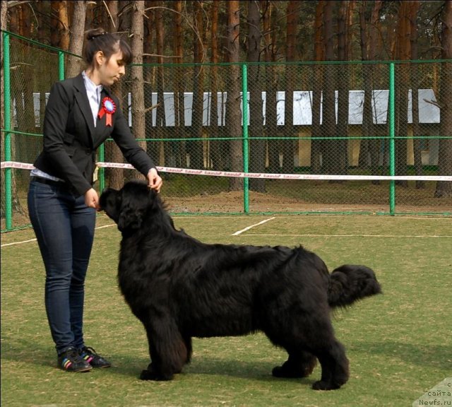 Фото: ньюфаундленд King of Helluland Just Love