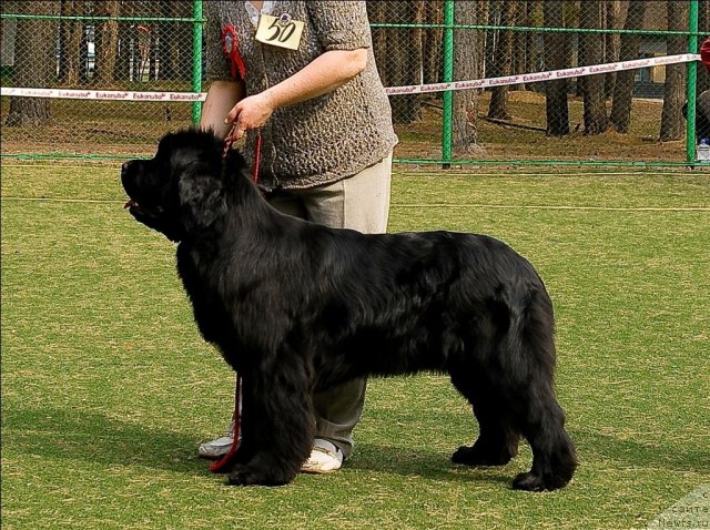 Фото: ньюфаундленд Марфа для Тихого Омута из Племени Кедра (Marfa Dlja Tihogo Omuta iz Plemeni Kedra)