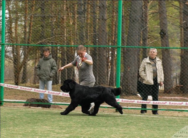 Фото: ньюфаундленд Марфа для Тихого Омута из Племени Кедра (Marfa Dlja Tihogo Omuta iz Plemeni Kedra)