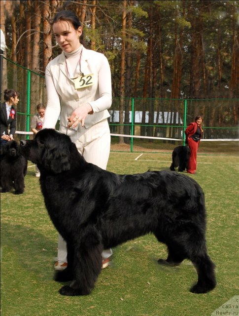 Фото: ньюфаундленд Фентази (Fantasy)