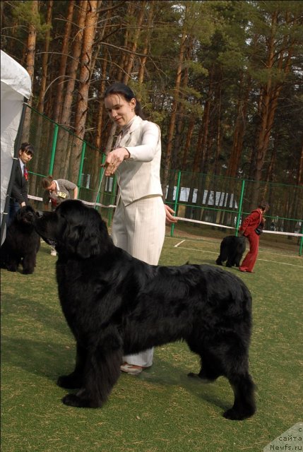 Фото: ньюфаундленд Фентази (Fantasy)