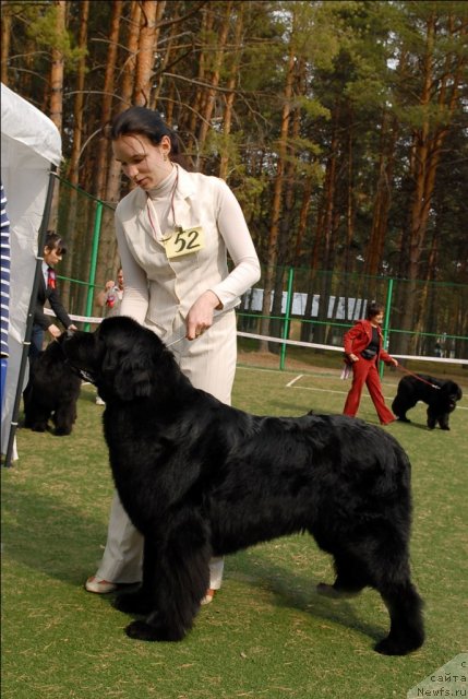 Фото: ньюфаундленд Фентази (Fantasy)