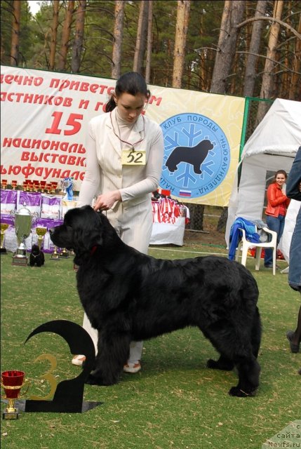 Фото: ньюфаундленд Фентази (Fantasy)