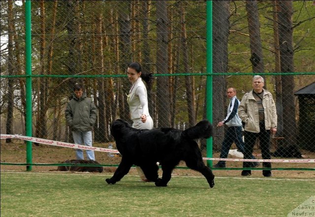 Фото: ньюфаундленд Фентази (Fantasy)