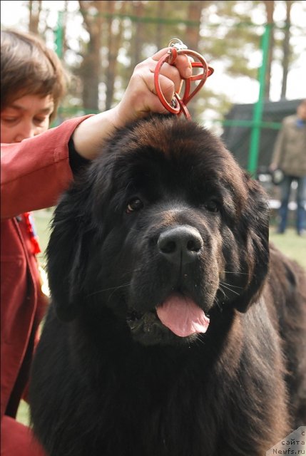 Фото: ньюфаундленд Супер Премиум Глюкоза (Super Premium Glukoza)