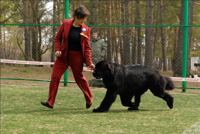 Фото: ньюфаундленд Супер Премиум Глюкоза (Super Premium Glukoza)