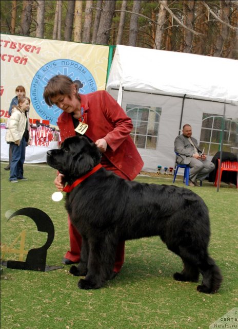 Фото: ньюфаундленд Супер Премиум Глюкоза (Super Premium Glukoza)