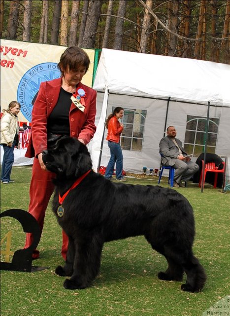 Фото: ньюфаундленд Супер Премиум Глюкоза (Super Premium Glukoza)