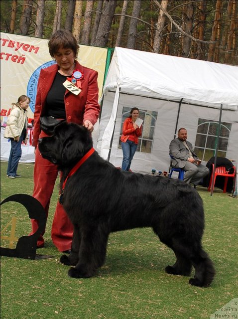 Фото: ньюфаундленд Супер Премиум Глюкоза (Super Premium Glukoza)