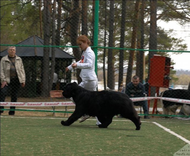Фото: ньюфаундленд Акватория Келвин Звездная Королева (Aquatoriya Kelvin Zvezdnaya Koroleva)