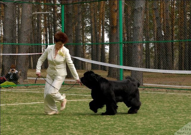 Фото: ньюфаундленд Династия Квин из Медвежьего Яра (Dynasty Queen iz Medvejyego Yara)