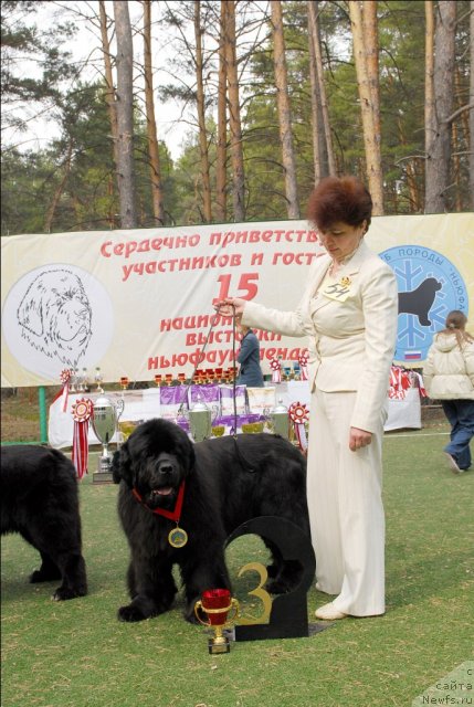 Фото: ньюфаундленд Династия Квин из Медвежьего Яра (Dynasty Queen iz Medvejyego Yara)