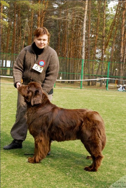 Фото: ньюфаундленд Кокетка от Чаннел из Медвежьего Яра