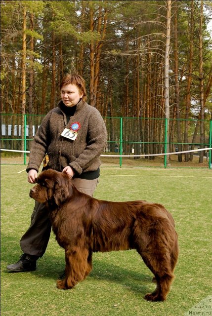 Фото: ньюфаундленд Кокетка от Чаннел из Медвежьего Яра