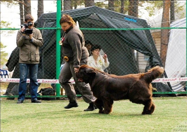 Фото: ньюфаундленд Кокетка от Чаннел из Медвежьего Яра