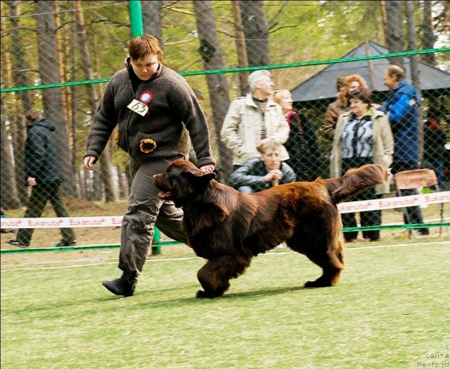 Фото: ньюфаундленд Кокетка от Чаннел из Медвежьего Яра