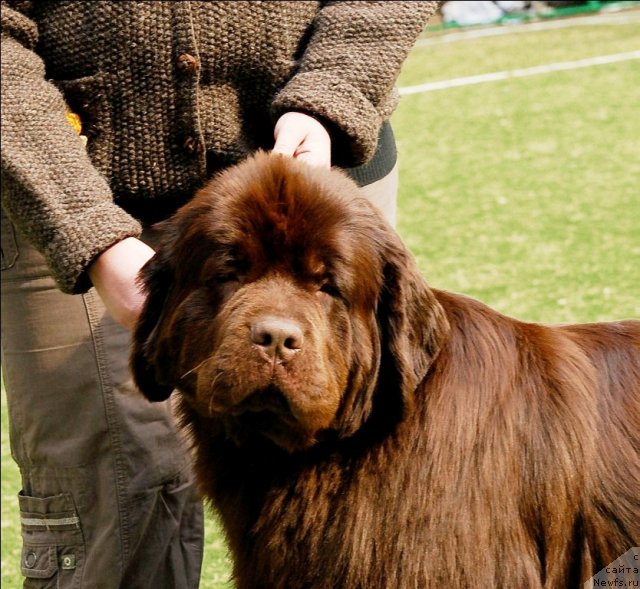 Фото: ньюфаундленд Кокетка от Чаннел из Медвежьего Яра