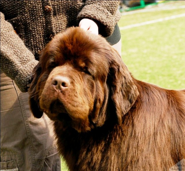 Фото: ньюфаундленд Кокетка от Чаннел из Медвежьего Яра