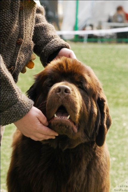 Фото: ньюфаундленд Кокетка от Чаннел из Медвежьего Яра
