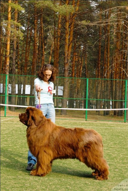 Фото: ньюфаундленд Мега Стар из Аркаима