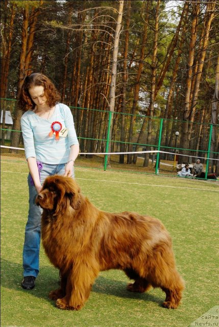 Фото: ньюфаундленд Мега Стар из Аркаима