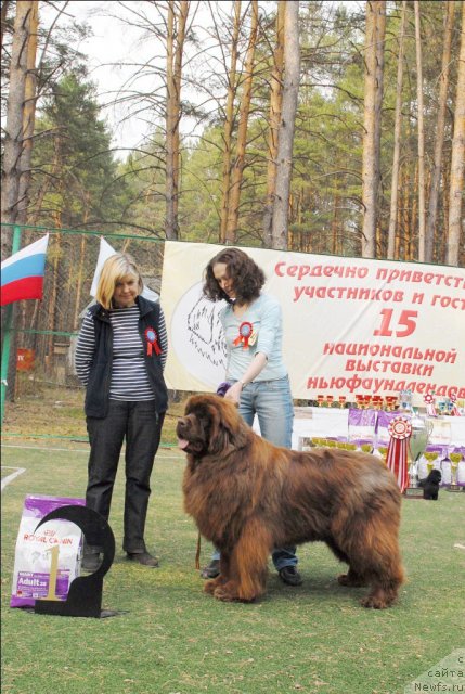 Фото: ньюфаундленд Мега Стар из Аркаима