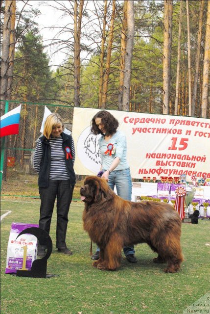 Фото: ньюфаундленд Мега Стар из Аркаима