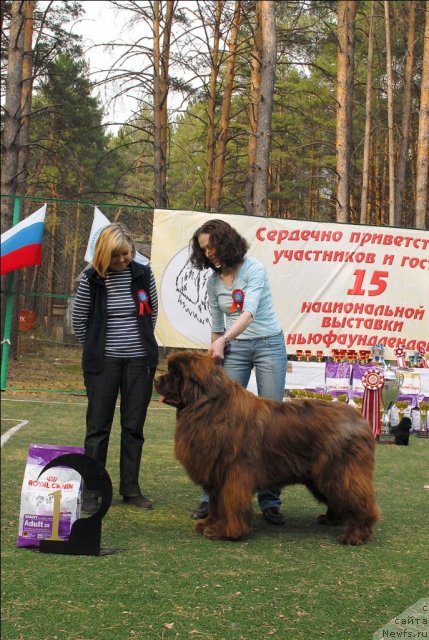 Фото: ньюфаундленд Мега Стар из Аркаима