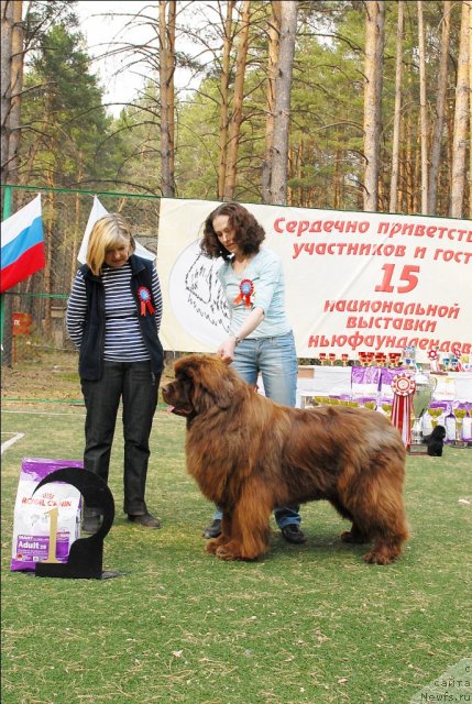 Фото: ньюфаундленд Мега Стар из Аркаима